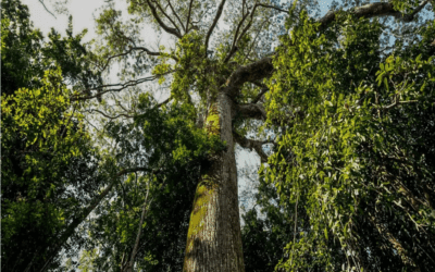 Ações ambientais desenvolvidas pelo Governo do Pará fortalecem a preservação da floresta e o desenvolvimento sustentável.