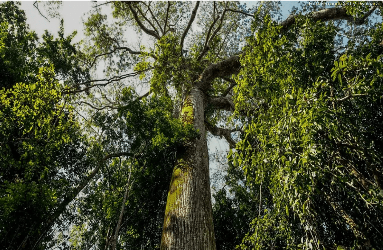 Ações ambientais desenvolvidas pelo Governo do Pará fortalecem a preservação da floresta e o desenvolvimento sustentável.