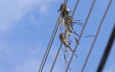 Criança empinando pipa em área aberta durante campanha de conscientização sobre os riscos da rede elétrica.